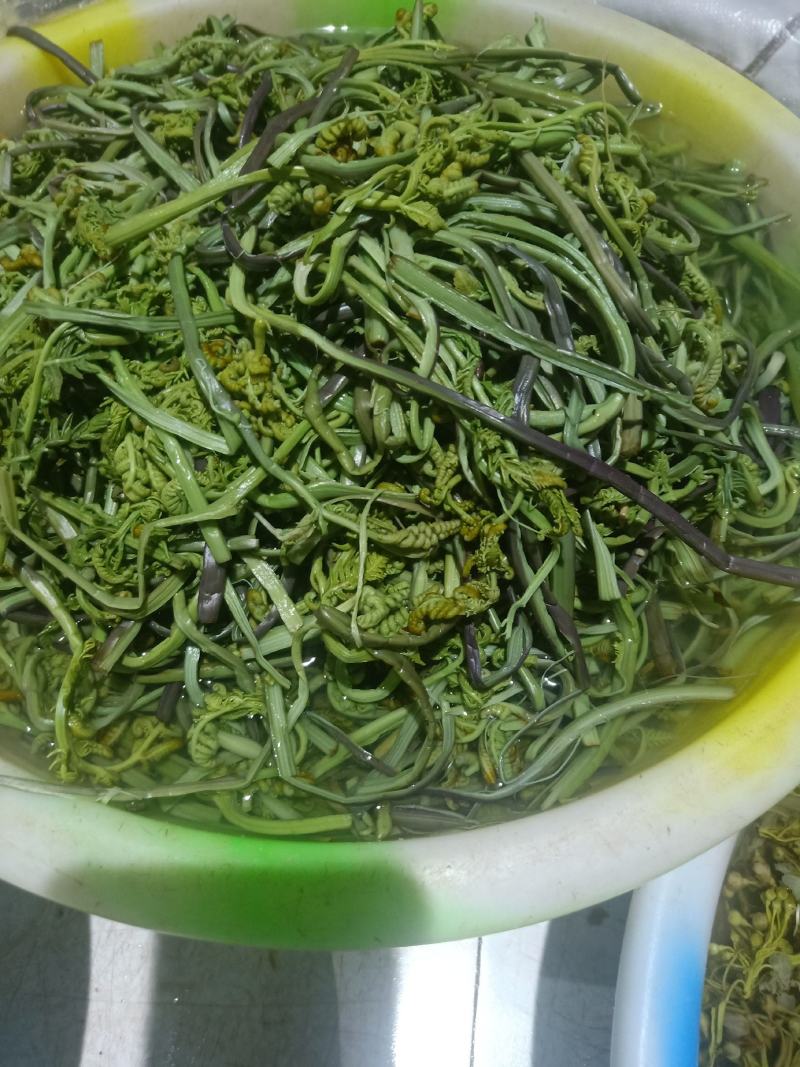 云南普洱山蕨菜_新鲜蕨菜