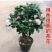 浓香妃茶花盆栽绿植室内花卉易活四季开花五色赤丹树苗耐寒