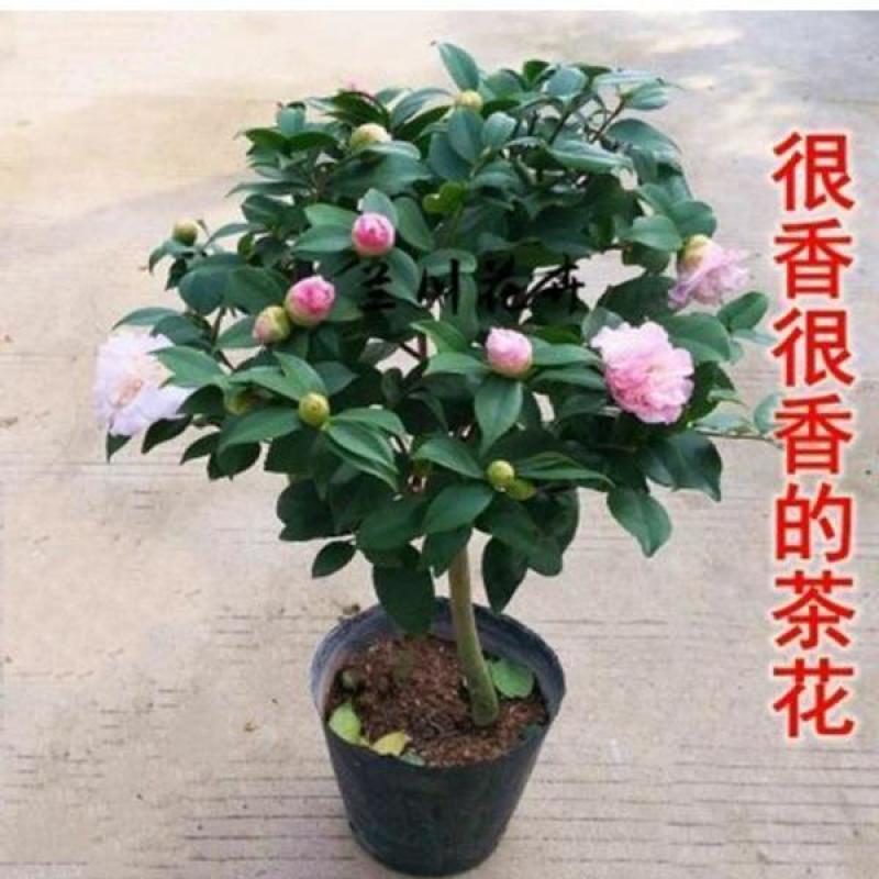 浓香妃茶花盆栽绿植室内花卉易活四季开花五色赤丹树苗耐寒