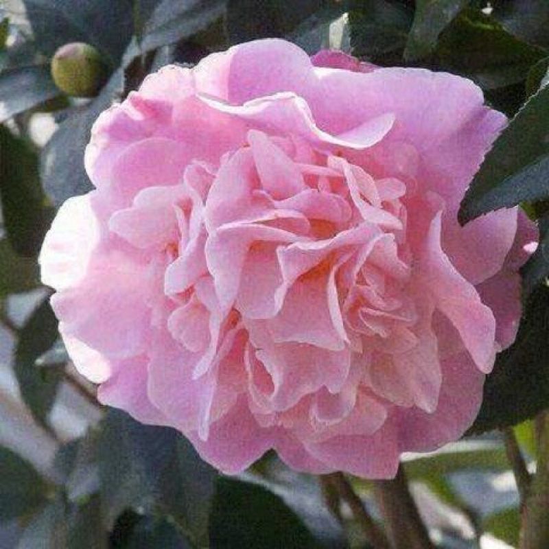 浓香妃茶花盆栽绿植室内花卉易活四季开花五色赤丹树苗耐寒