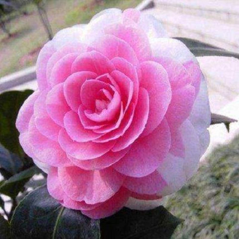 浓香妃茶花盆栽绿植室内花卉易活四季开花五色赤丹树苗耐寒