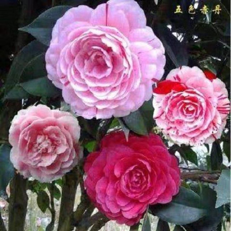 浓香妃茶花盆栽绿植室内花卉易活四季开花五色赤丹树苗耐寒