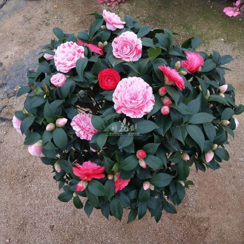 浓香妃茶花盆栽绿植室内花卉易活四季开花五色赤丹树苗耐寒