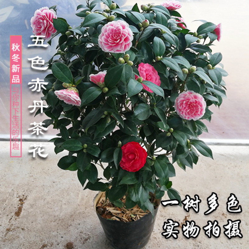 浓香妃茶花盆栽绿植室内花卉易活四季开花五色赤丹树苗耐寒