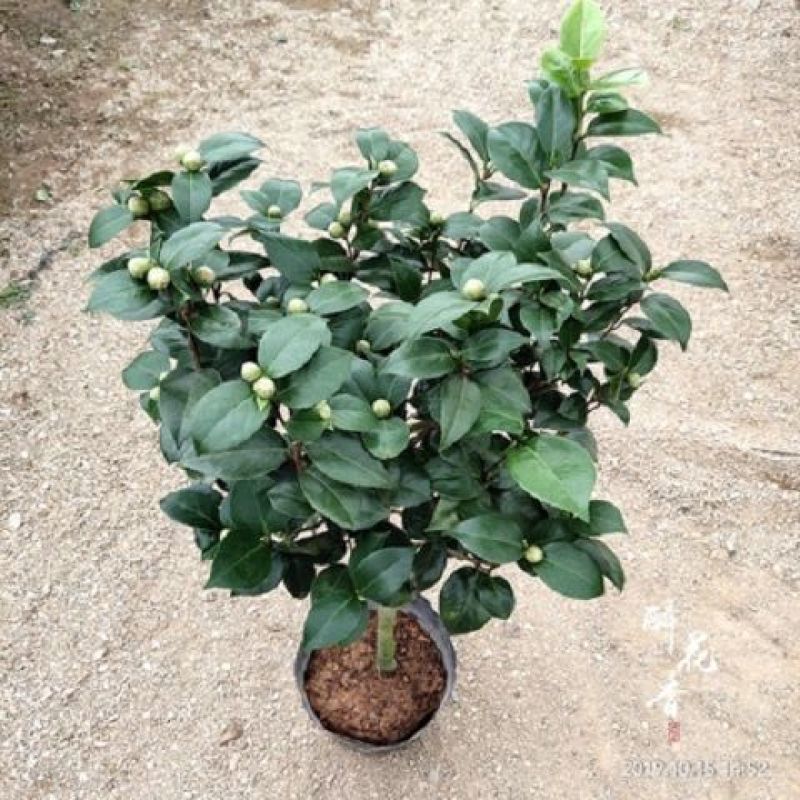 浓香妃茶花盆栽绿植室内花卉易活四季开花五色赤丹树苗耐寒