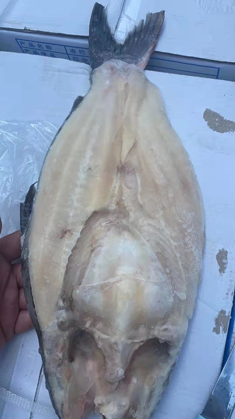 北海巴沙鱼