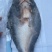 北海巴沙鱼