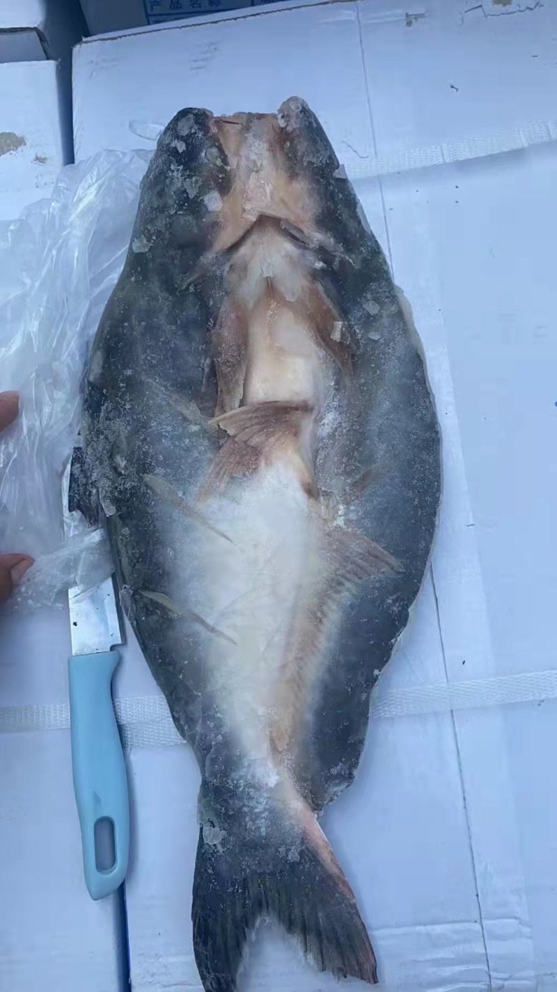 北海巴沙鱼