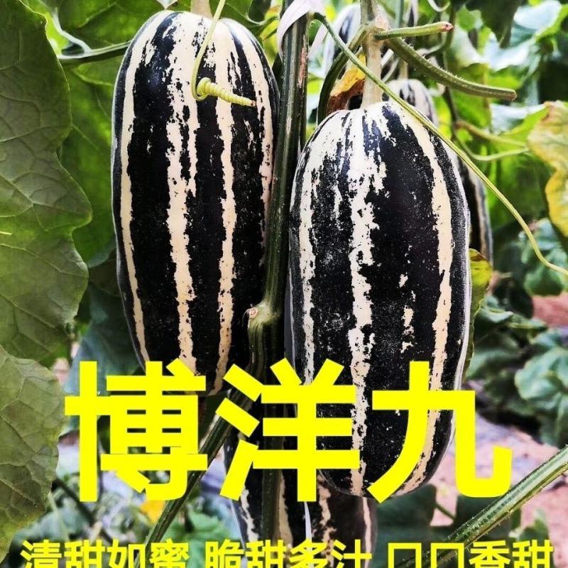 博洋9号甜瓜种子正品博洋九号羊角蜜种甜王早熟高甜酥脆抗