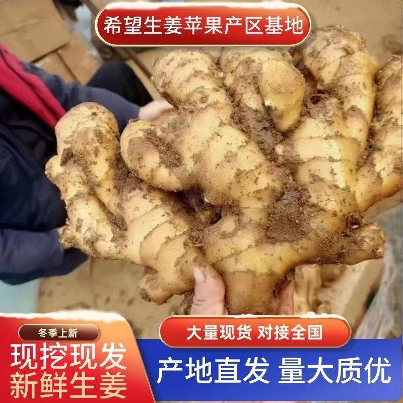 【实力】山东生姜块大辣味足产地供应对接出口代发代存