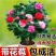 浓香妃茶花盆栽绿植室内花卉易活四季开花五色赤丹树苗耐寒