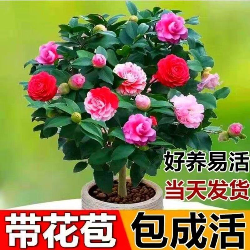 浓香妃茶花盆栽绿植室内花卉易活四季开花五色赤丹树苗耐寒