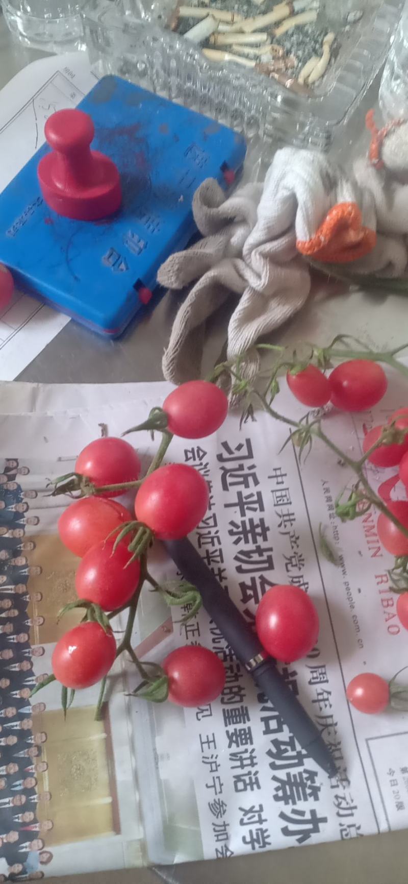 河北省衡水市阜城县万亩地圣女果2020年7月1号上市！
