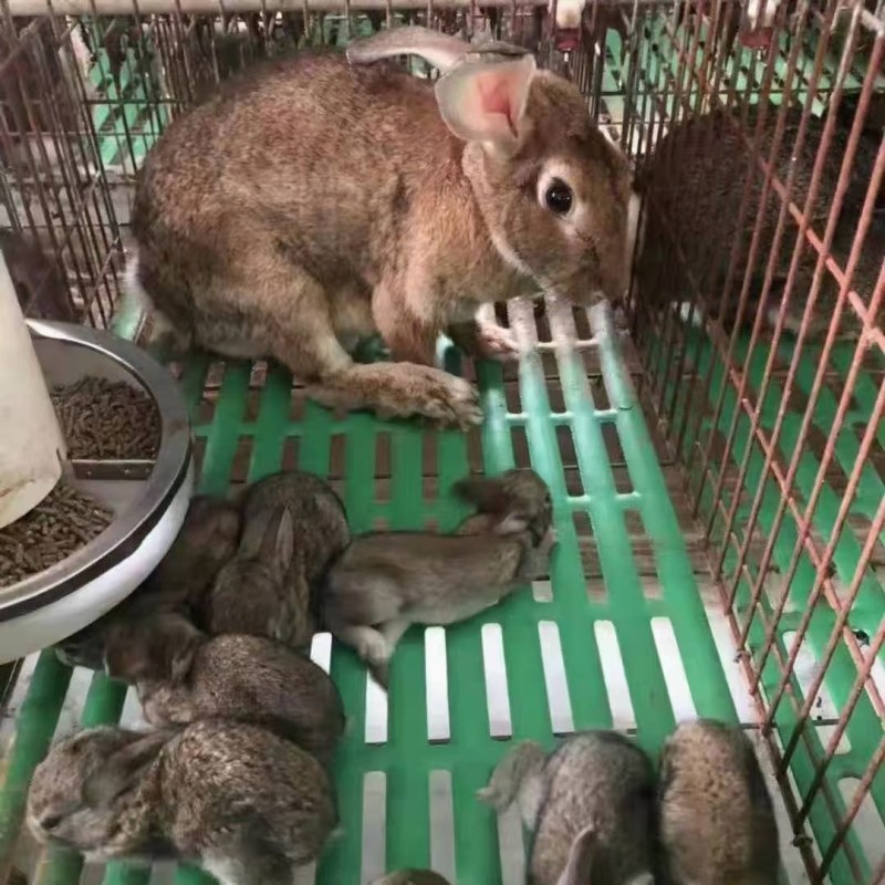 耀杨畜牧业
