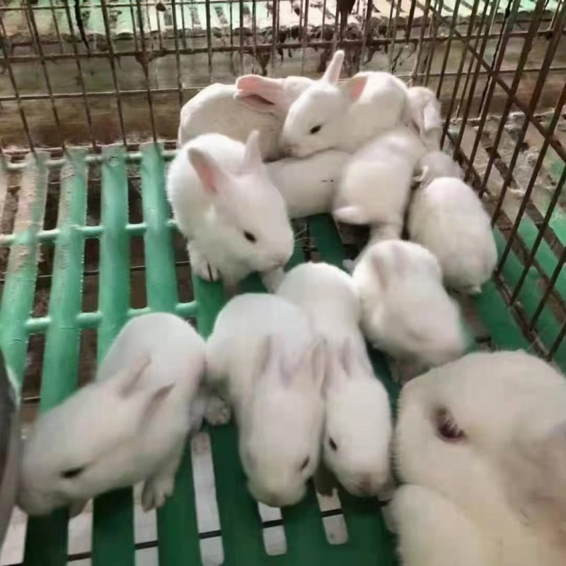 耀杨畜牧业