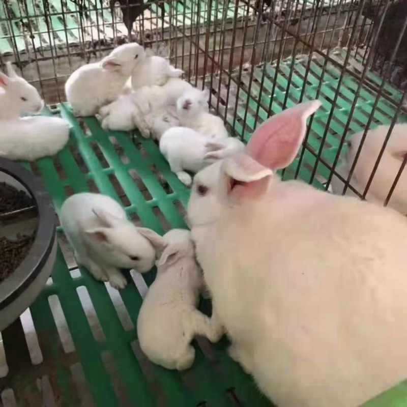 耀杨畜牧业