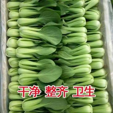 上海青，又叫克白菜，品种多价格实惠一年四季大量发货