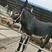 黑驴成活率高一年800斤提供回收免费包送