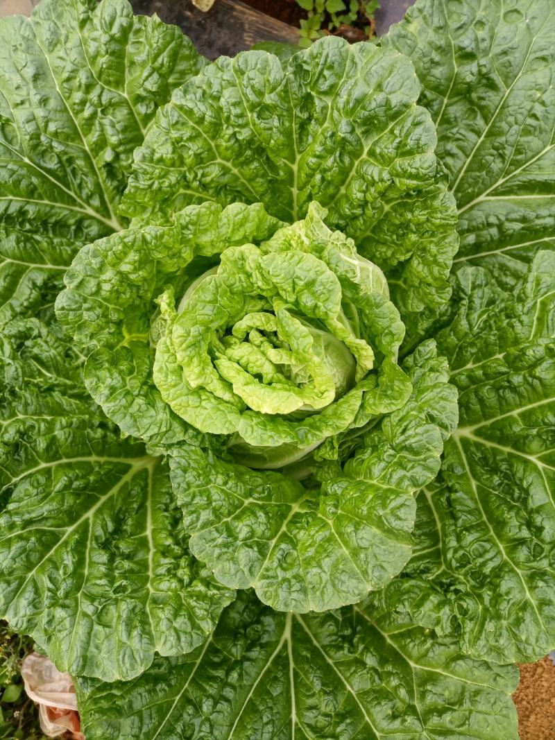 泸西山地菜精品秋绿60颜色鲜绿，大量供应