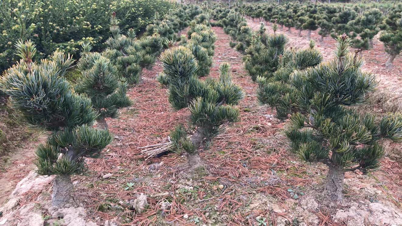 山西绛县标准化五针白皮松育苗基地:连栋大棚内培育胸径12–20cm精品苗,每株独立控根容器栽培;可见明显五针束生特征,针叶浓绿挺拔;地面铺设反光地膜增强下部光照,促进树干基部银斑发育;工人正进行精准滴灌与叶片荧光检测 五针白皮松精品苗圃实拍