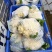 湖北菜花有机松花菜白面青青梗在线看货线上交易