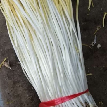 精品蒜黄上市，欢迎来电咨询！