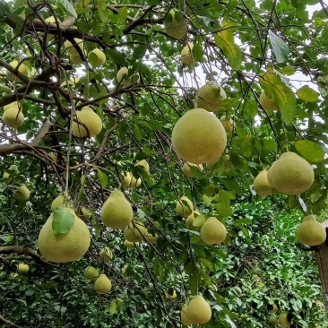 桂林阳朔兴坪老树沙田柚
