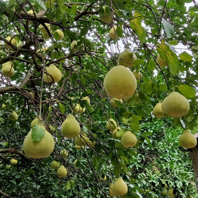 桂林阳朔兴坪老树沙田柚