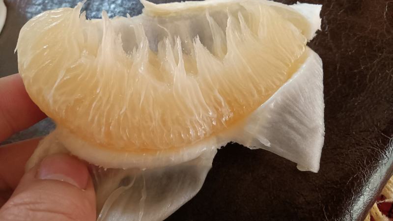 桂林阳朔兴坪老树沙田柚