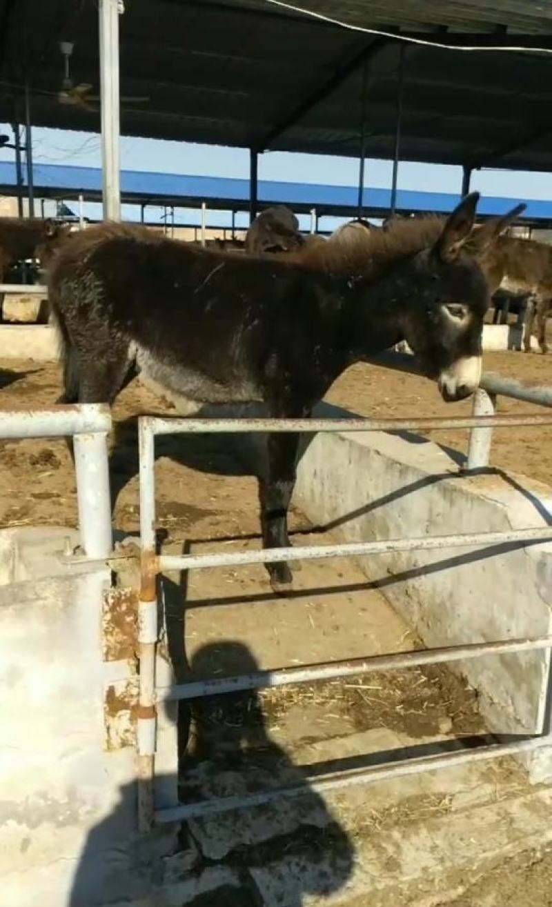 毛驴苗驴子活苗大量出售价格便宜电话咨询送一头