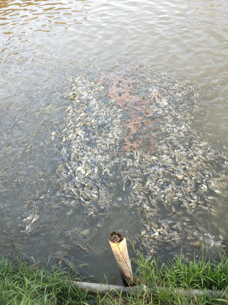 贵州草鱼苗，,货源充足，水产养殖企业，农村水产，高密度养殖