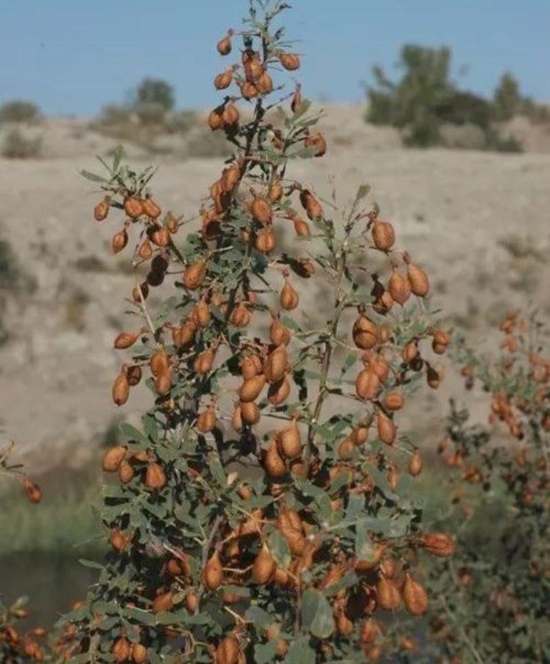 铃铛刺种子沙漠防风沙植物种子耐旱抗旱种子