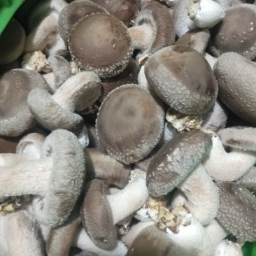 鲜香菇