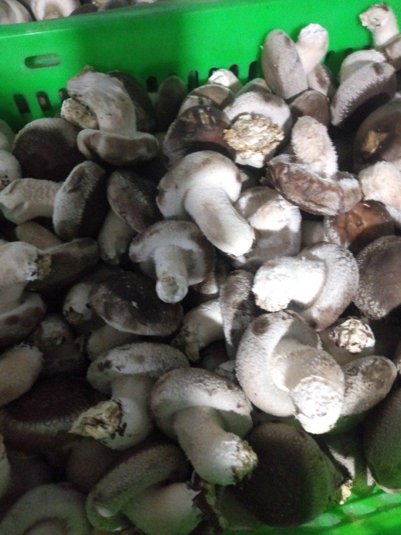 鲜香菇
