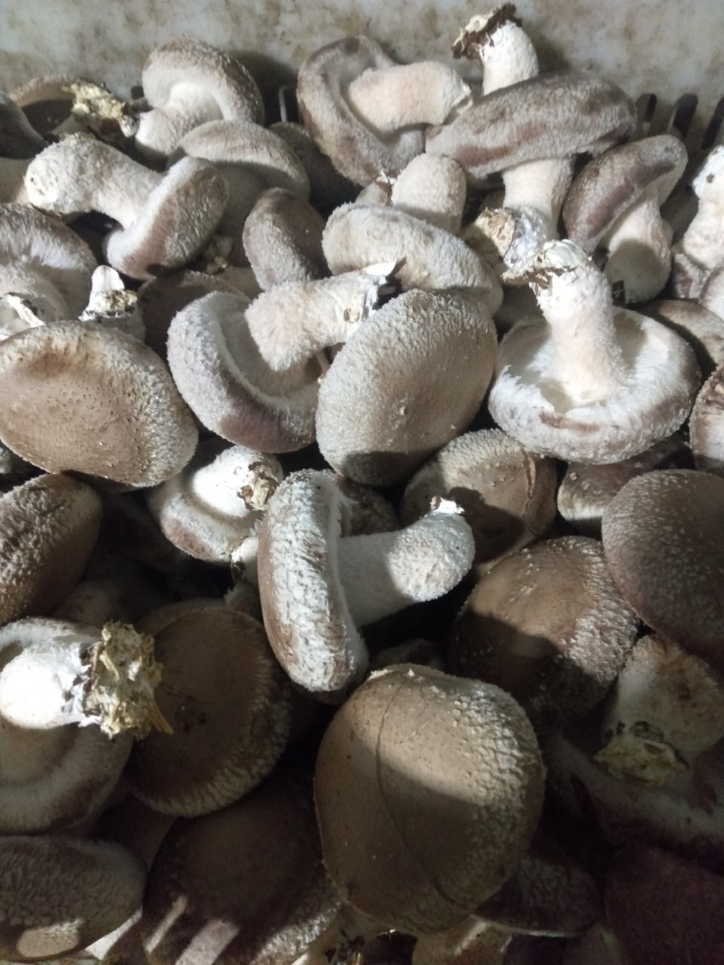 鲜香菇