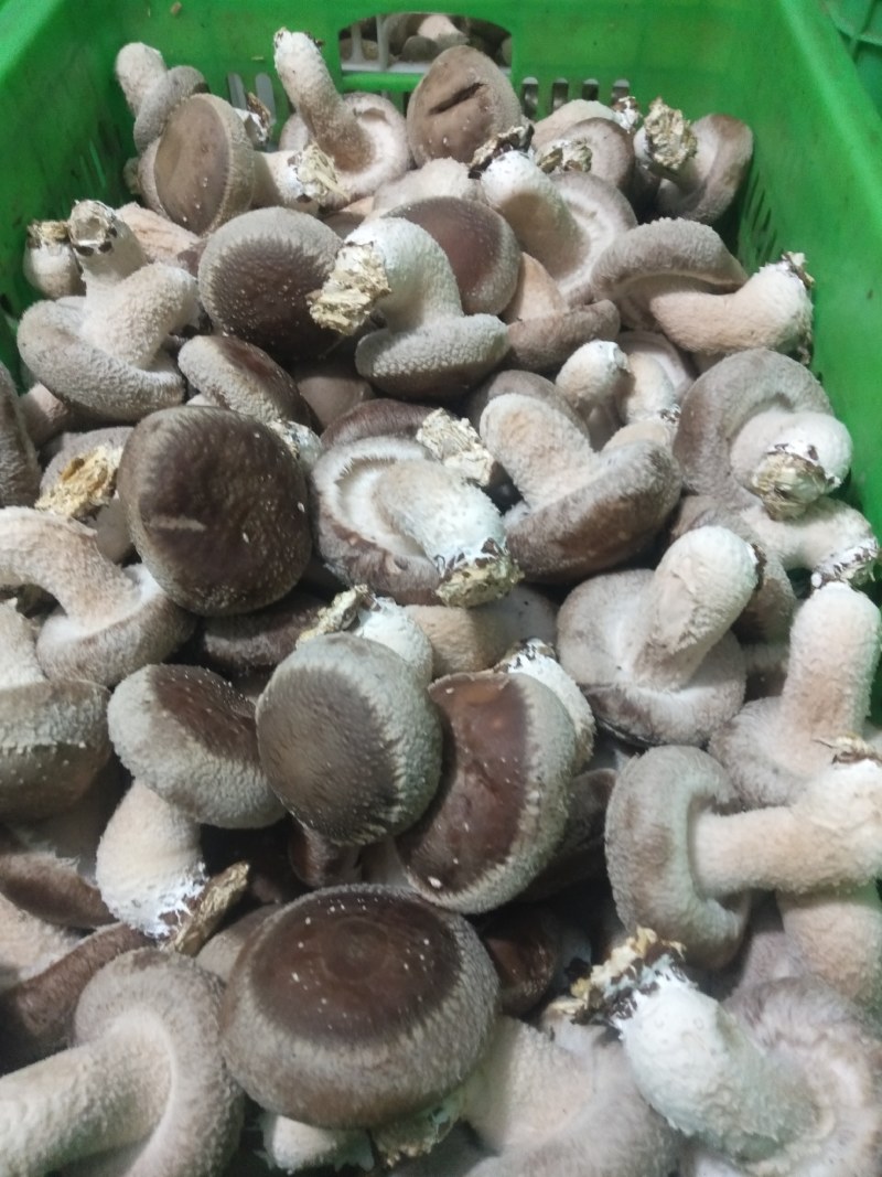 鲜香菇