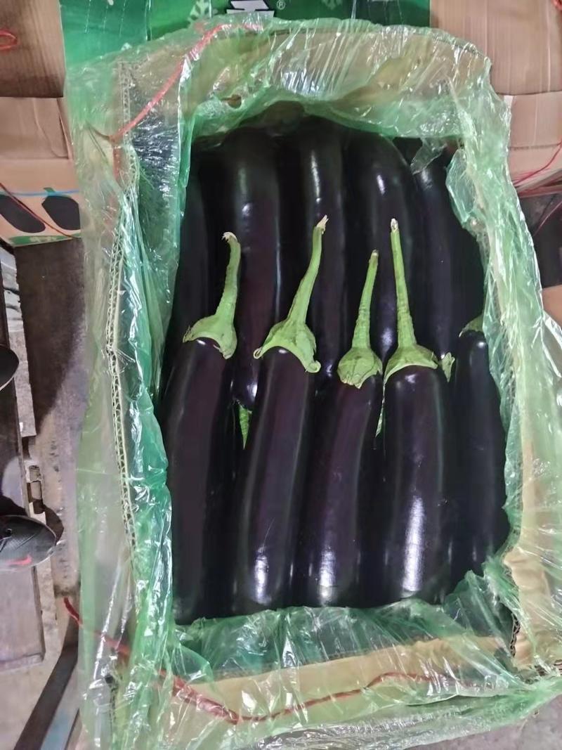 【热卖】辽宁紫长茄新鲜黑茄子条形正产地直发全国