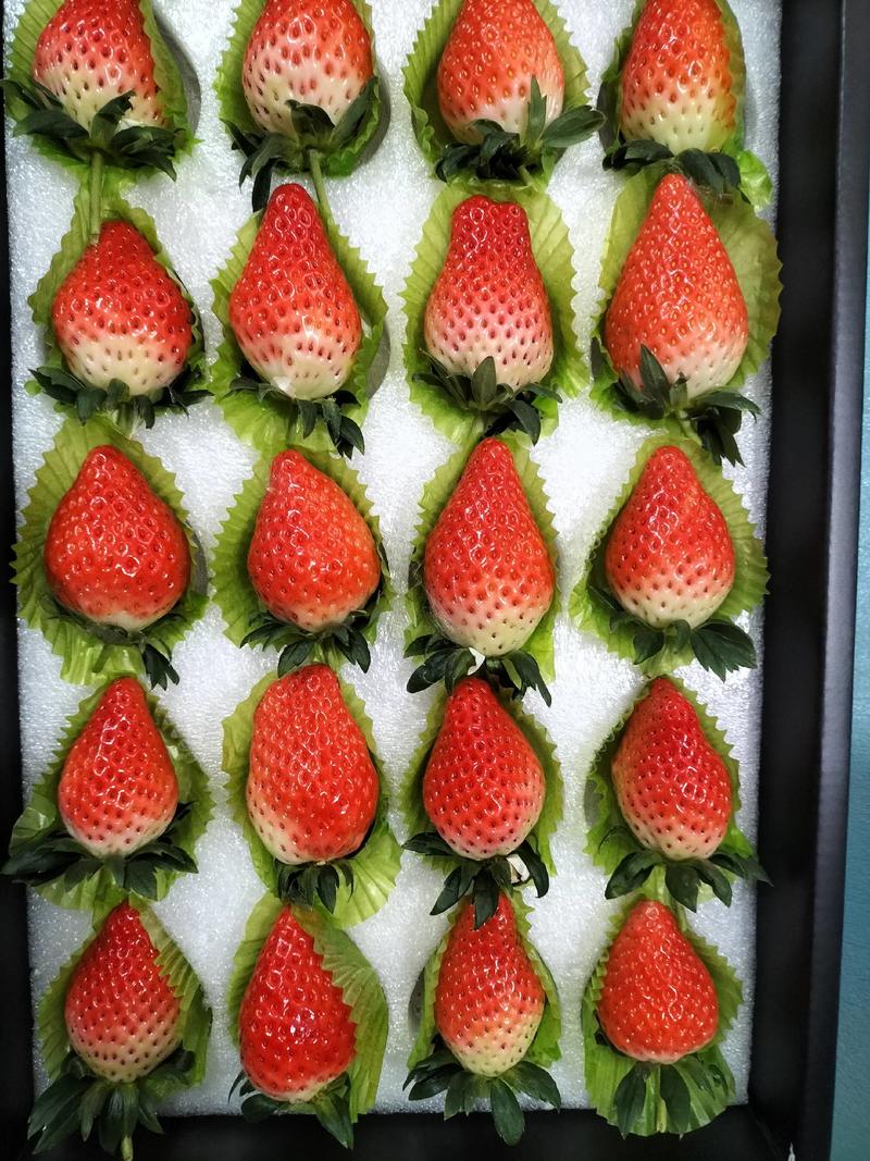 【欢迎下单】山东新鲜草莓奶莓甜宝草莓大量上市，需要的电联