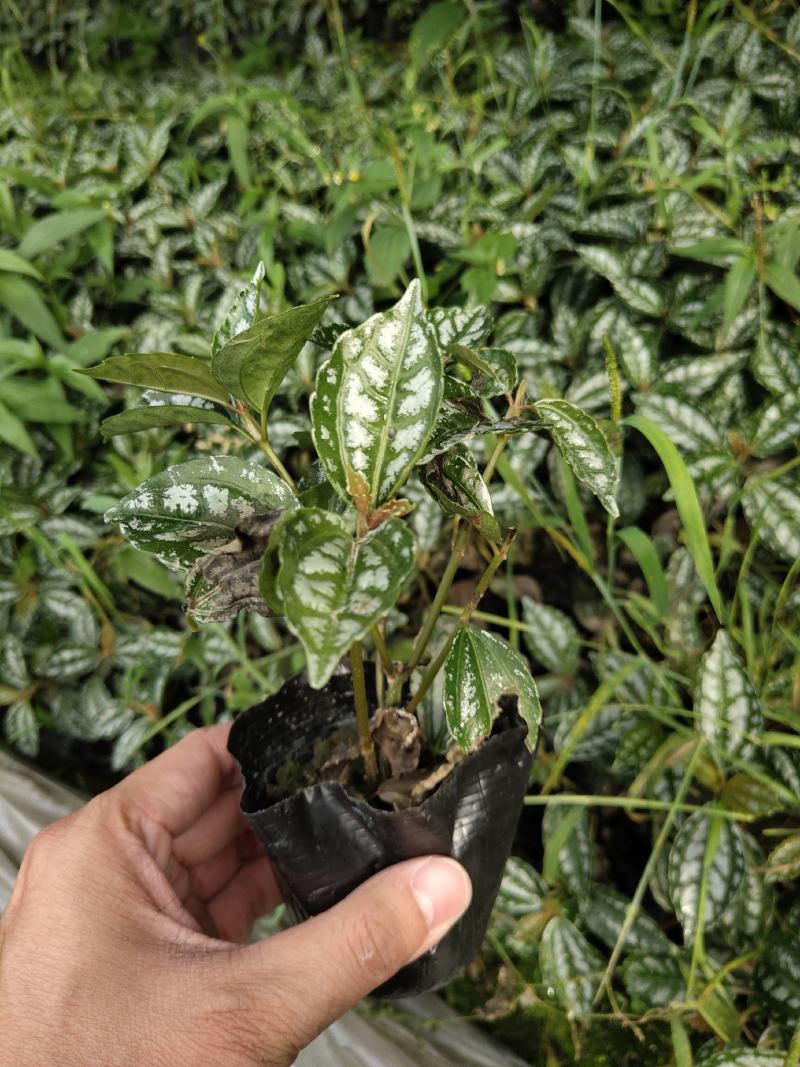 冷水花，透明草，四川冷水花基地出售，成都冷水花批发价格
