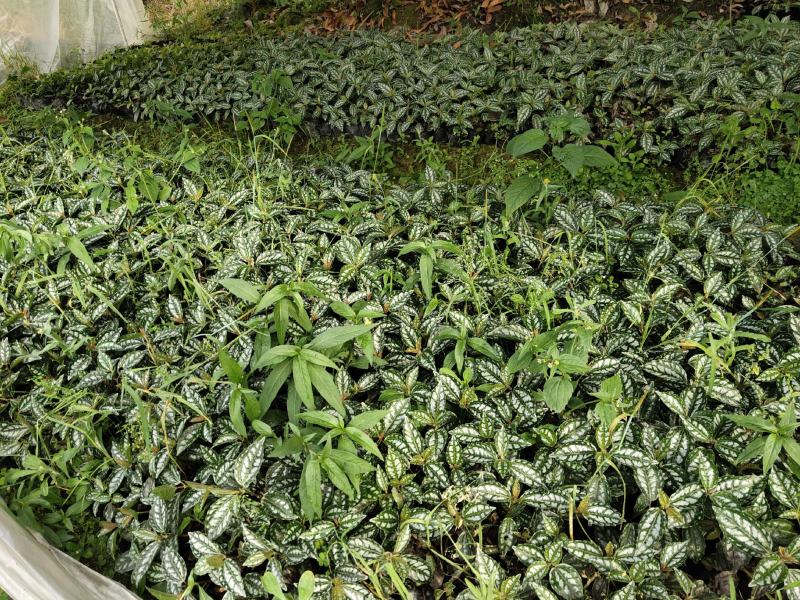 冷水花，透明草，四川冷水花基地出售，成都冷水花批发价格