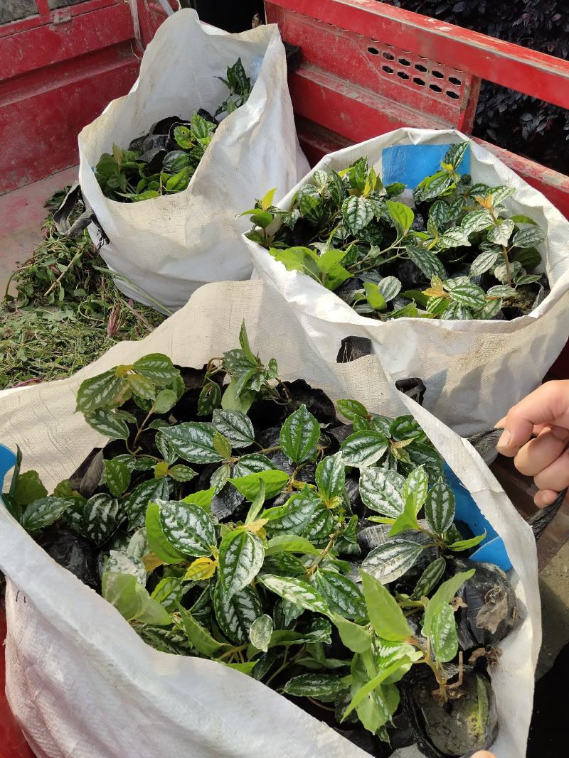 冷水花，透明草，四川冷水花基地出售，成都冷水花批发价格