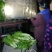 优质板叶棒菜品质好.，棒菜口感纯正是正宗的土品种.植物。