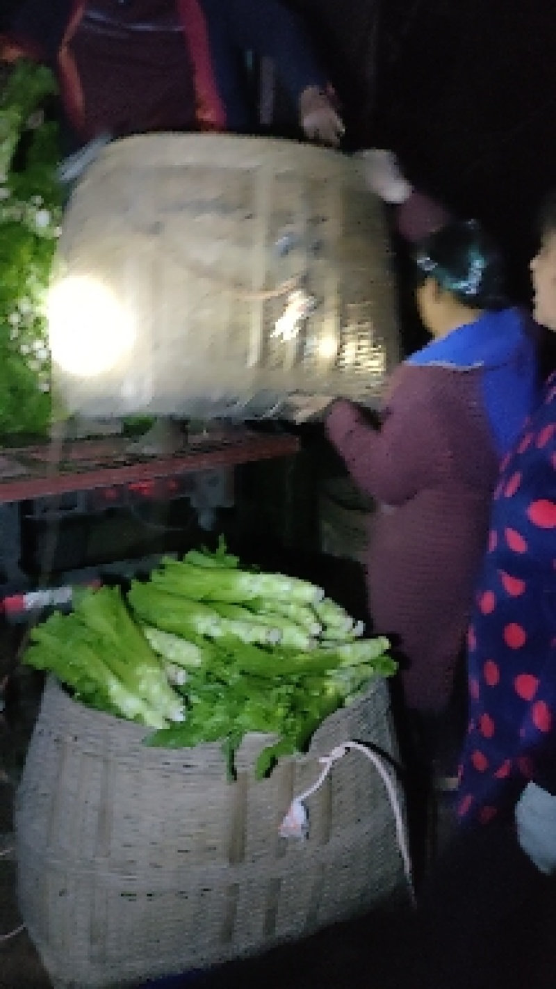 优质板叶棒菜品质好.，棒菜口感纯正是正宗的土品种.植物。