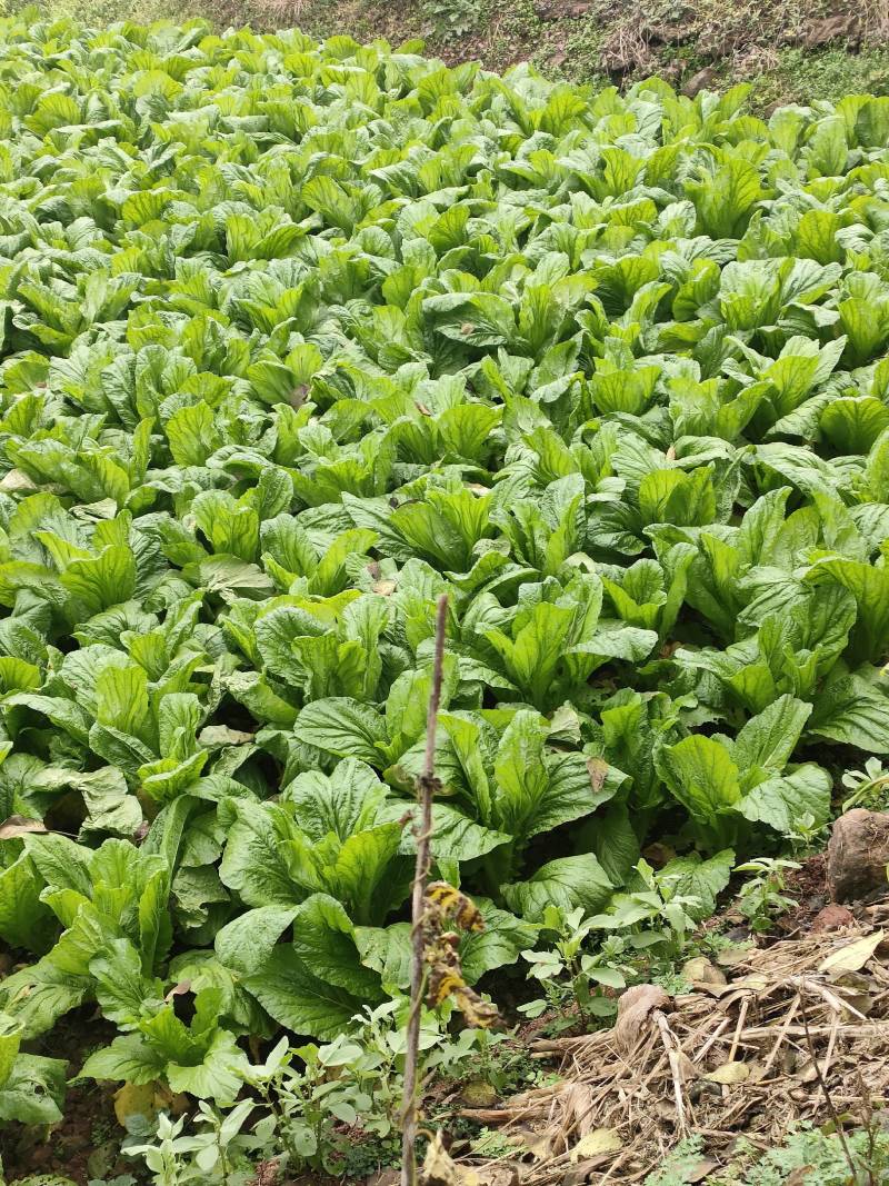 优质板叶棒菜品质好.，棒菜口感纯正是正宗的土品种.植物。