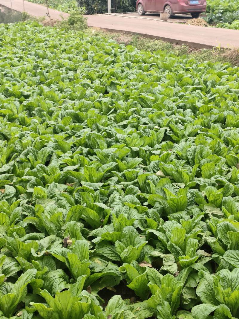 优质板叶棒菜品质好.，棒菜口感纯正是正宗的土品种.植物。