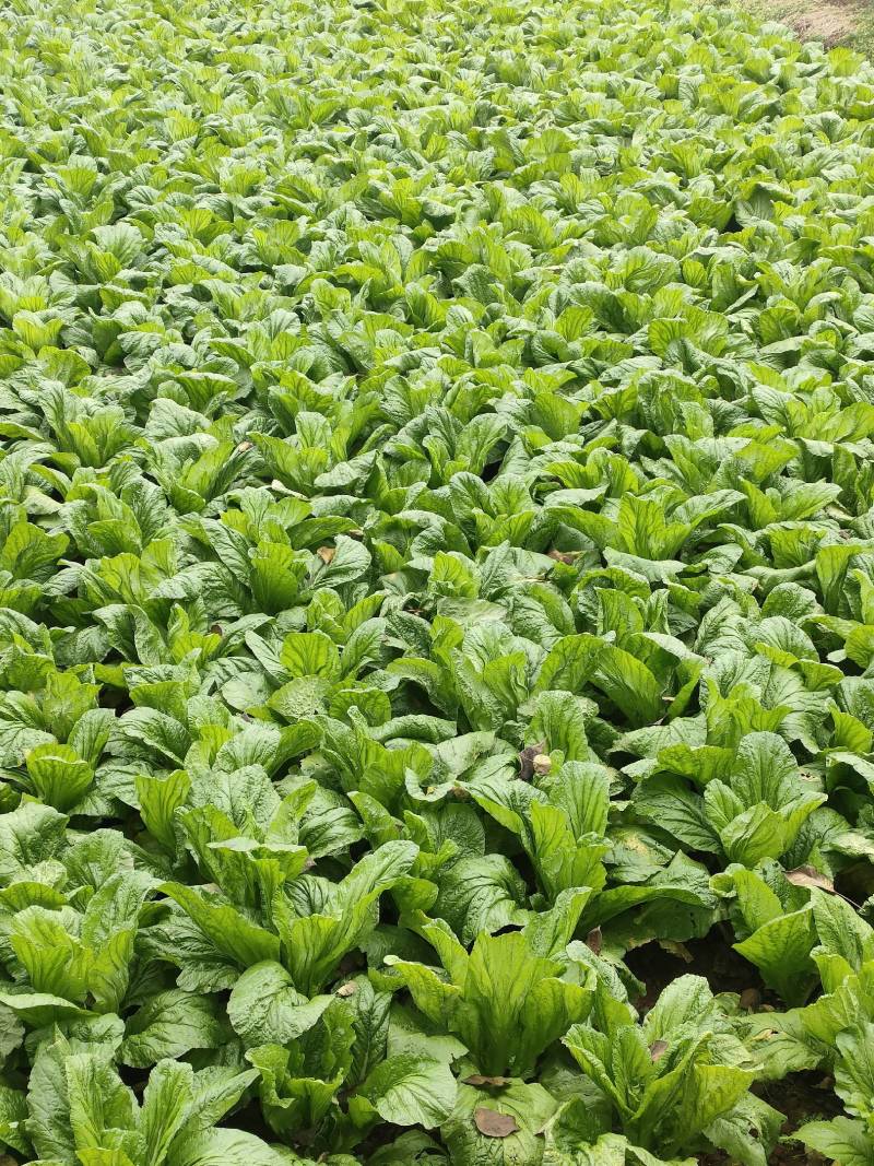 优质板叶棒菜品质好.，棒菜口感纯正是正宗的土品种.植物。