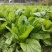 优质板叶棒菜品质好.，棒菜口感纯正是正宗的土品种.植物。