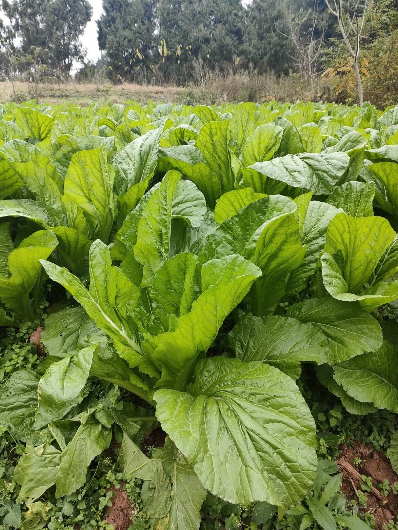 优质板叶棒菜品质好.，棒菜口感纯正是正宗的土品种.植物。