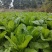 优质板叶棒菜品质好.，棒菜口感纯正是正宗的土品种.植物。