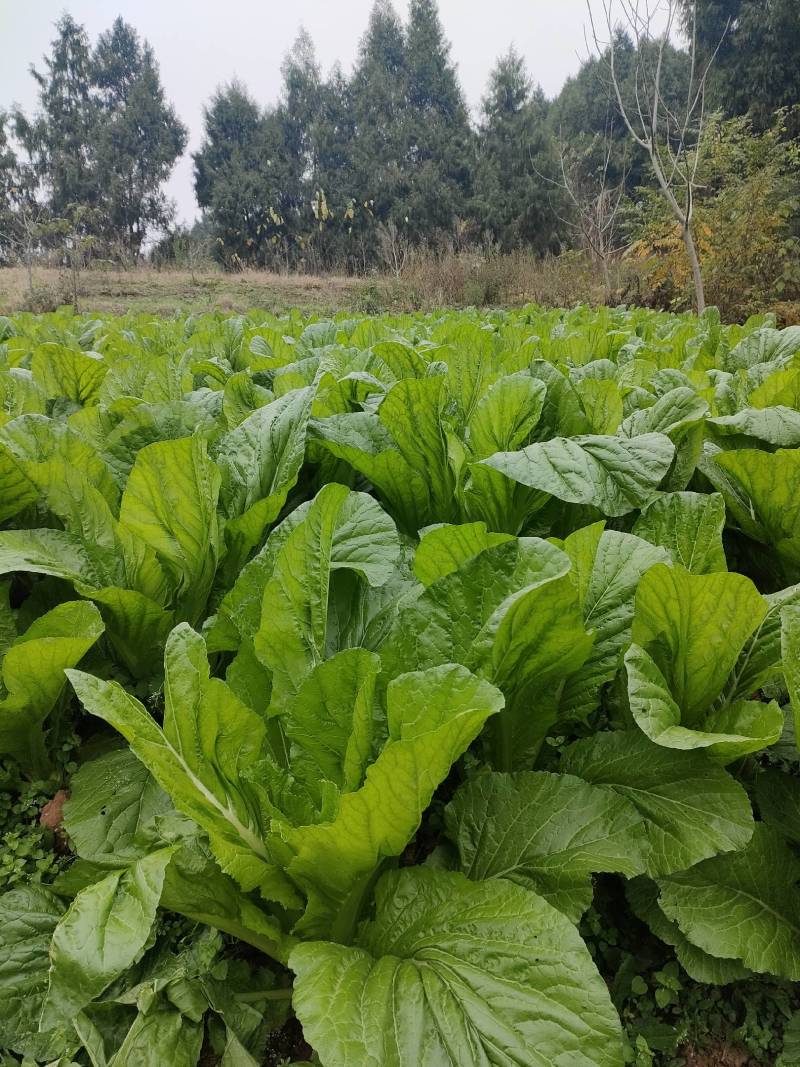 优质板叶棒菜品质好.，棒菜口感纯正是正宗的土品种.植物。